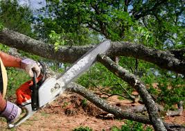 Best Tree Health Inspection  in Point Pleasant Beach, NJ